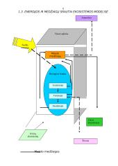 Ekosistemos 7 puslapis