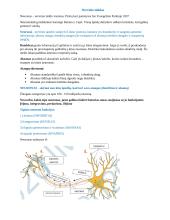 Neuromokslai