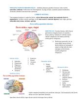 Neuromokslai 10 puslapis