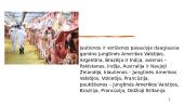 Mėsos pramonė 3 puslapis