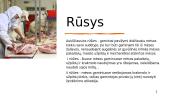 Mėsos pramonė 6 puslapis