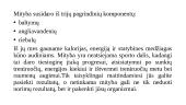 Sportininkų mitybos pagrindai. Subalansuotos mitybos racionalų analizė 2 puslapis