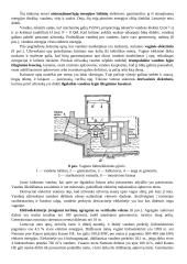 Elektros energijos gamyba 7 puslapis