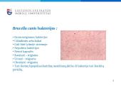 Brucella canis bakterijos 2 puslapis