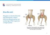 Brucella canis bakterijos 5 puslapis