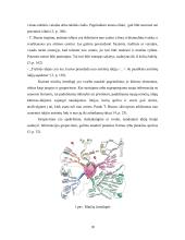 Minčių žemėlapis kaip kūrybiškumo mokymosi metodas  9 puslapis