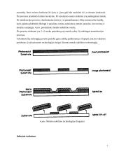 Ėsdinimo ir operacijų su kaukėmis procesai 7 puslapis