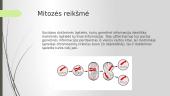 Skaidrės. Mitozė ir mejozė 20 puslapis