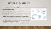 Bakterijos (skaidrės) 3 puslapis