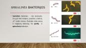 Bakterijos (skaidrės) 5 puslapis