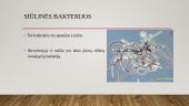 Bakterijos (skaidrės) 6 puslapis