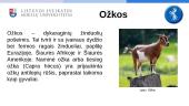 Ožkų auginimas, biologinė įvairovė, paplitimas 3 puslapis
