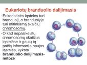 Nelytinis dauginimasis. Mitozė (skaidrės) 4 puslapis