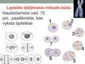 Nelytinis dauginimasis. Mitozė (skaidrės) 6 puslapis