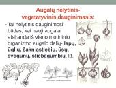 Nelytinis dauginimasis. Mitozė (skaidrės) 7 puslapis