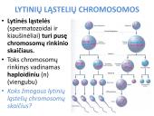 Lytinis dauginimasis. Mejozė 3 puslapis