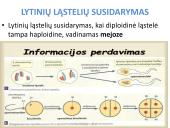 Lytinis dauginimasis. Mejozė 5 puslapis