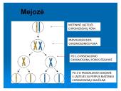 Lytinis dauginimasis. Mejozė 6 puslapis