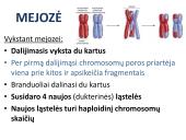 Lytinis dauginimasis. Mejozė 7 puslapis
