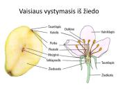 Augalų ir gyvūnų apvaisinimas 5 puslapis