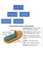 Ląstelinis kvėpavimas. Aerobinis ir anaerobinis 2 puslapis