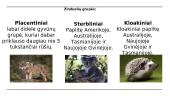 Žinduoliai. Skaidrės 2 puslapis