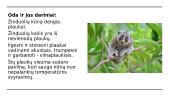 Žinduoliai. Skaidrės 3 puslapis