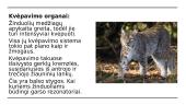 Žinduoliai. Skaidrės 5 puslapis