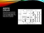 Azoto ir anglies ciklai  11 puslapis