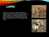 Azoto ir anglies ciklai  3 puslapis