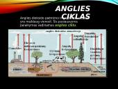 Azoto ir anglies ciklai  9 puslapis