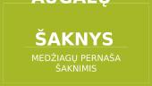 Augalų šaknys