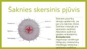 Augalų šaknys 7 puslapis