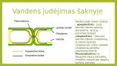 Augalų šaknys 8 puslapis
