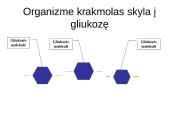 Angliavandeniai (monosacharidai, disacharidai ir polisacharidai) ir jų funkcijos 12 puslapis