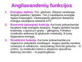 Angliavandeniai (monosacharidai, disacharidai ir polisacharidai) ir jų funkcijos 14 puslapis