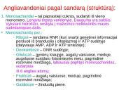Angliavandeniai (monosacharidai, disacharidai ir polisacharidai) ir jų funkcijos 7 puslapis