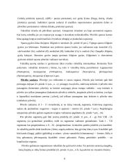 Vabzdžiai 8 puslapis