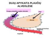 Pasyvioji ir aktyvioji pernaša 12 puslapis