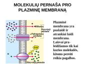 Pasyvioji ir aktyvioji pernaša 6 puslapis