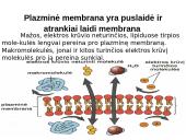 Pasyvioji ir aktyvioji pernaša 7 puslapis