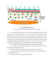 Kineziteipavimo poveikis vaikų kelio sąnario funkcijai, stabilumui, pusiausvyrai 17 puslapis