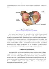 Kineziteipavimo poveikis vaikų kelio sąnario funkcijai, stabilumui, pusiausvyrai 4 puslapis
