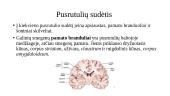 Smegenų pusrutulių sudėtinės dalys 3 puslapis