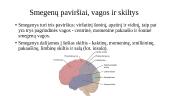 Smegenų pusrutulių sudėtinės dalys 6 puslapis