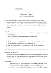 Biologijos pamokos planas. Pamokos tema Augalo ir gyvūno ląstelių sandara 2 puslapis