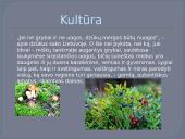 Dzūkijos regionas (skaidrės) 12 puslapis