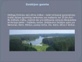 Dzūkijos regionas (skaidrės) 13 puslapis