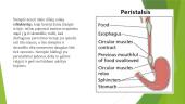 Stemplė, skrandis 5 puslapis