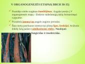 Sėjamųjų avižų agrobiologinio potencialo formavimas 10 puslapis